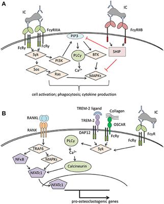 How Autoantibodies Regulate Osteoclast Induced Bone Loss in Rheumatoid Arthritis